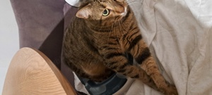 Bona canina și felina