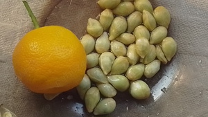 Vând semințe plante deosebite - imagine 2