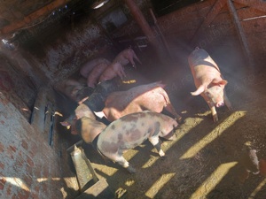 Vând purcei și porci grași diferite mărimi 500 de lei bucata,porci mari grași preț 14 și 17 lei kg  - imagine 4