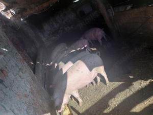 Vând purcei și porci grași diferite mărimi 500 de lei bucata,porci mari grași preț 14 și 17 lei kg  - imagine 3