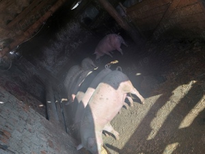 Vând purcei și porci grași diferite mărimi 500 de lei bucata,porci mari grași preț 14 și 17 lei kg  - imagine 5