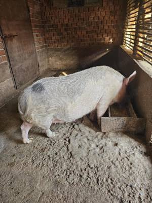 Vand porci pentru sacrificat - imagine 3