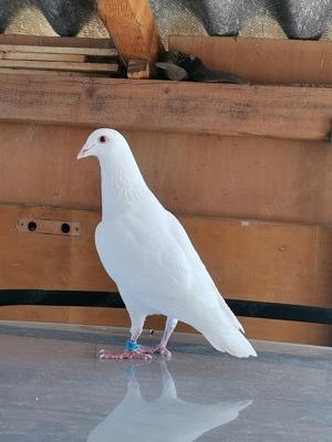 Porumbei voiajori albi. 