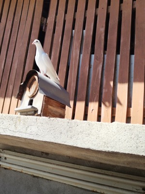 Porumbei voiajori albi.  - imagine 2 Porumbei voiajori albi.  - imagine 2