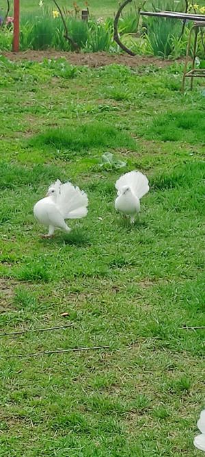 Porumbei voiajori albi.  - imagine 4 Porumbei voiajori albi.  - imagine 4