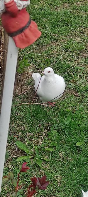 Porumbei voiajori albi.  - imagine 5 Porumbei voiajori albi.  - imagine 5