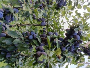 Vând țuică de prune 