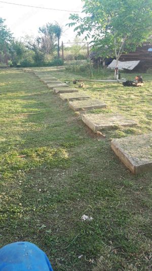 Vand teren cu anexa in Cartierul Pomilor If. Magurele aprox 500 mp,  - imagine 3