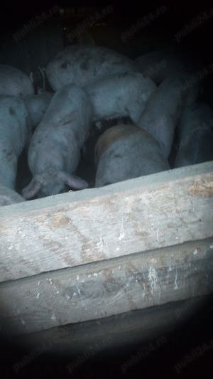 porci de vanzare - imagine 4