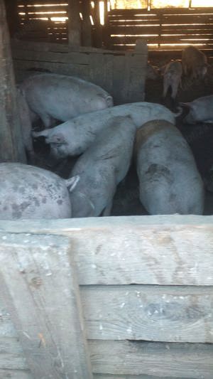 porci de vanzare - imagine 5