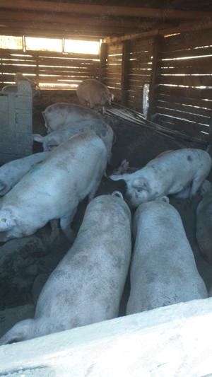 Porci de vanzare 