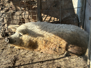 Porc Mangalita 