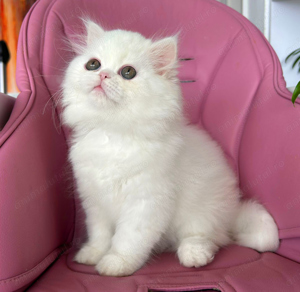 Pisicuță Scottish Straight Longhair, mic fulg de nea, deține Pedigree - imagine 5