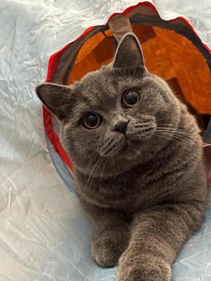 British shorthair blue  - imagine 3