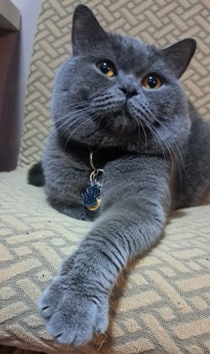 British shorthair blue  - imagine 4