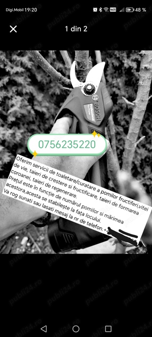 servici toaletare pomi