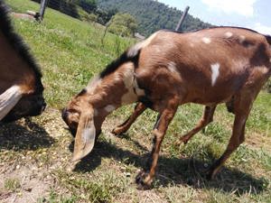 Vand tapi anglonubieni sau schimb - imagine 6 Vand tapi anglonubieni sau schimb - imagine 6