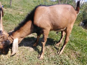 Vand tapi anglonubieni sau schimb - imagine 5 Vand tapi anglonubieni sau schimb - imagine 5