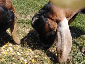 Vand tapi anglonubieni sau schimb - imagine 2 Vand tapi anglonubieni sau schimb - imagine 2