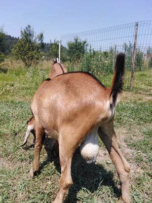 Vand tapi anglonubieni sau schimb - imagine 3 Vand tapi anglonubieni sau schimb - imagine 3