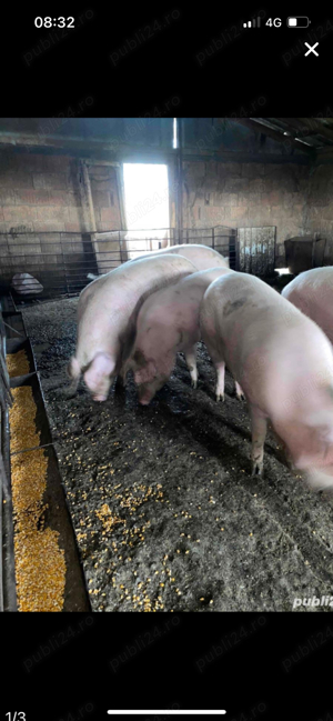 porci de vanzare 