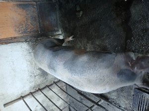 purcea sacrificare - imagine 3