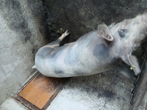 purcea sacrificare - imagine 5