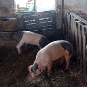 Vând două scroafe - imagine 2