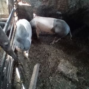 Vând două scroafe - imagine 3