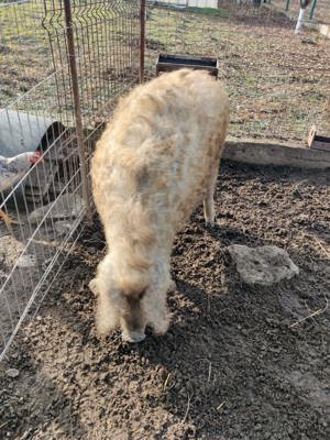 Porc mangalita rasa 100% - imagine 5 Porc mangalita rasa 100% - imagine 5