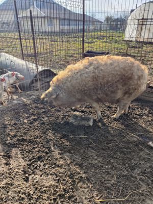 Porc mangalita rasa 100% - imagine 3 Porc mangalita rasa 100% - imagine 3