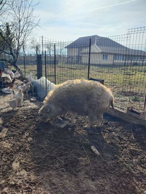 Porc mangalita rasa 100% - imagine 4 Porc mangalita rasa 100% - imagine 4