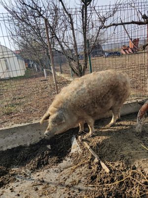 Porc mangalita rasa 100%