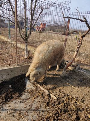 Porc mangalita rasa 100% - imagine 2 Porc mangalita rasa 100% - imagine 2