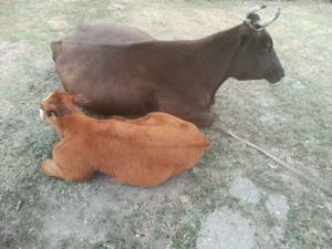 Vând vacă schwyz (brună elvețiană) . Comuna Suseni, Jud. Argeș