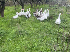 Vând gâște crescute bio