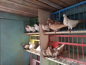 Porumbei trippler englez - imagine 3 Porumbei trippler englez - imagine 3