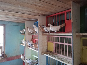 Porumbei trippler englez - imagine 4 Porumbei trippler englez - imagine 4