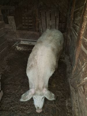 Porci de vânzare  - imagine 2