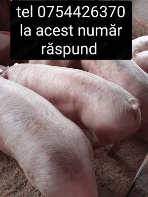 Vând porci de carne 