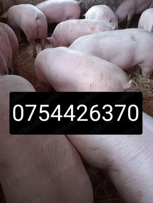 Vând porci de carne  - imagine 2 Vând porci de carne  - imagine 2