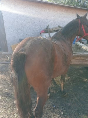 Vând iapă 8 ani 6000 lei