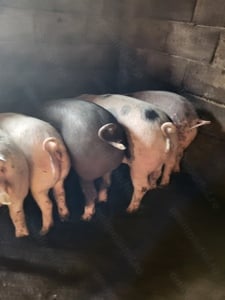 scrofite reproducere 