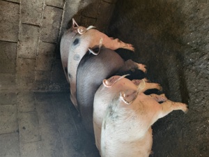 scrofite reproducere  - imagine 2