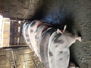 scrofite reproducere  - imagine 5