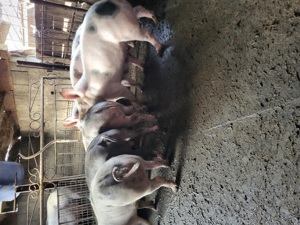 scrofite reproducere  - imagine 3