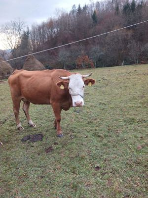 vand vaca 