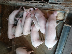 vând purcei  - imagine 2