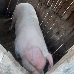 Porc de vanzare