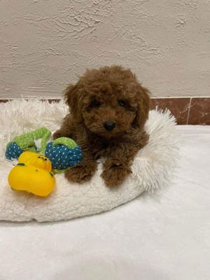 Catelusi Pudel  Poodel  Caniche red toy deosebiti - imagine 2